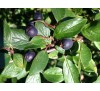 Кизильник блестящий (Cotoneaster lucidus) С2